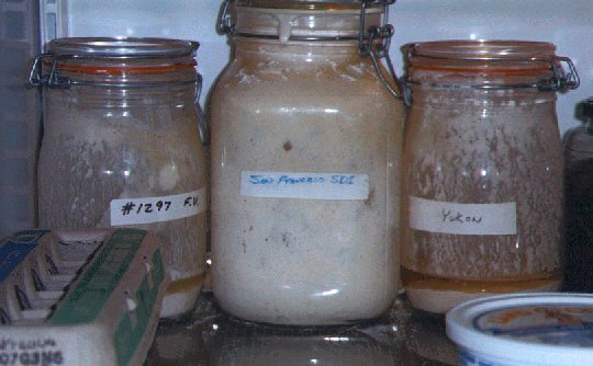 Sourdough Starters